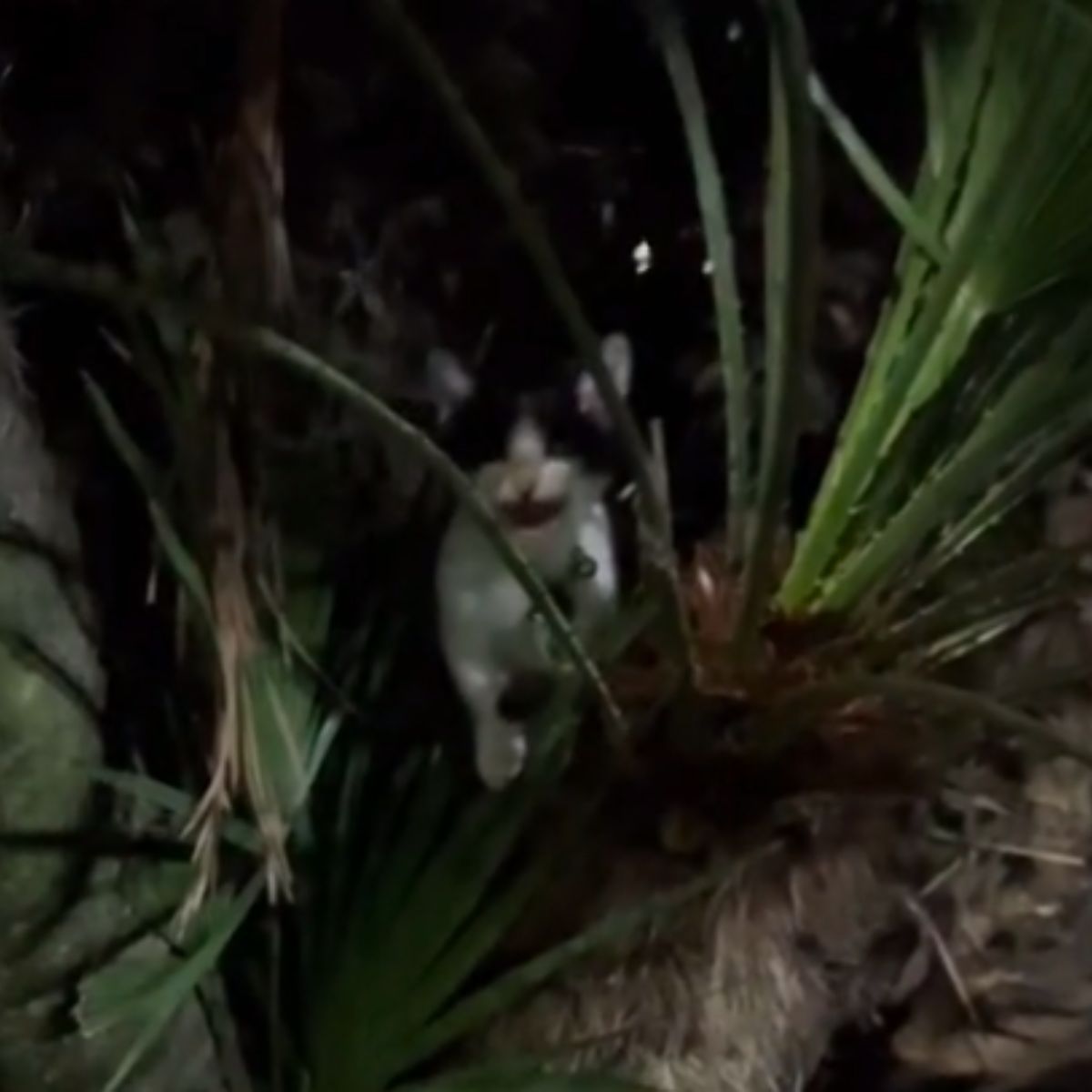 kitten behind palm tree