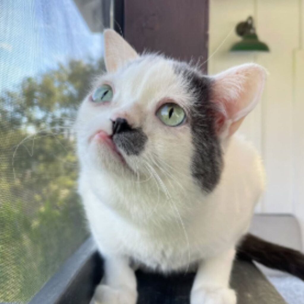 kitten by the window