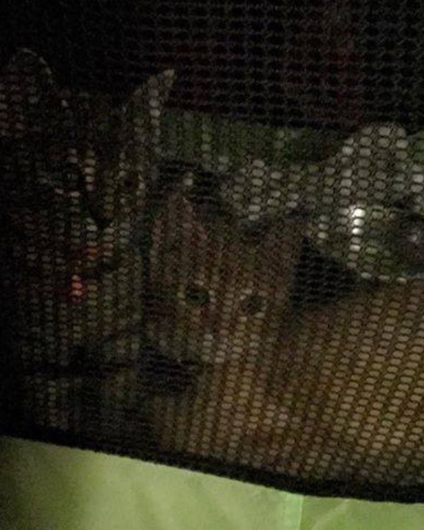 kitten can't stop crying