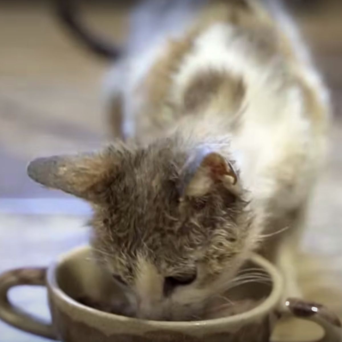 kitten drinks from the bowl