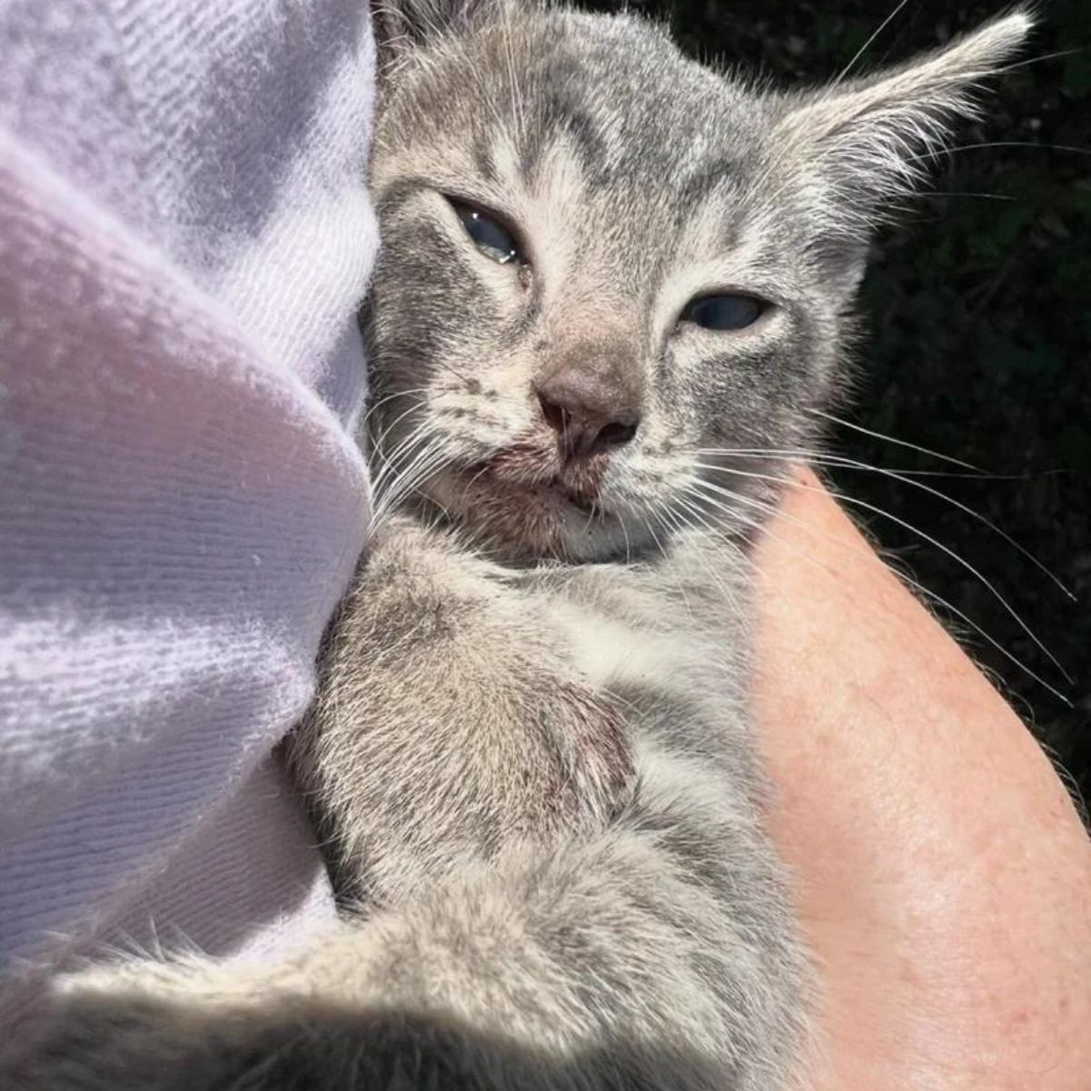 kitten found under a car