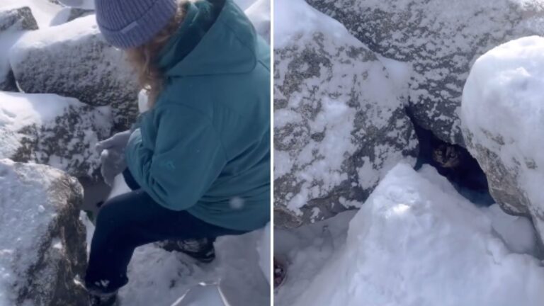 Wisconsin Woman Sees Two Twinkling Eyes Under Snowy Rocks And Saves A Precious Soul In Need