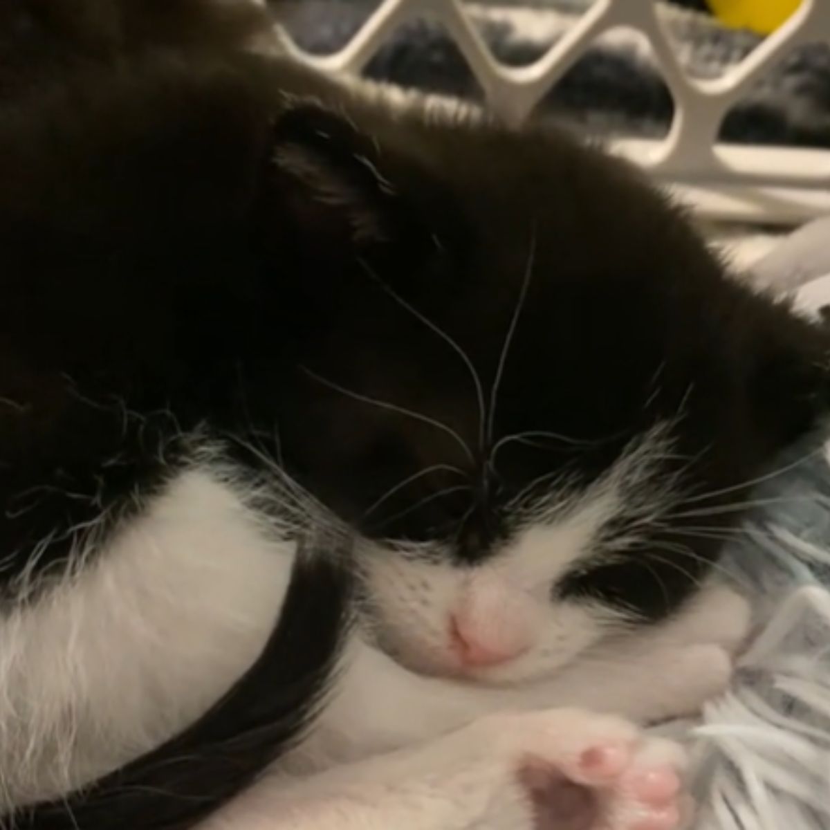 kitten is snuggled up and sleeping