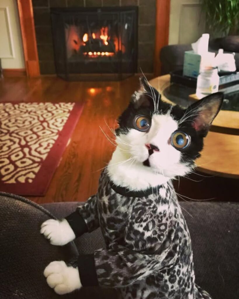 kitten leaning on the couch with its front paws