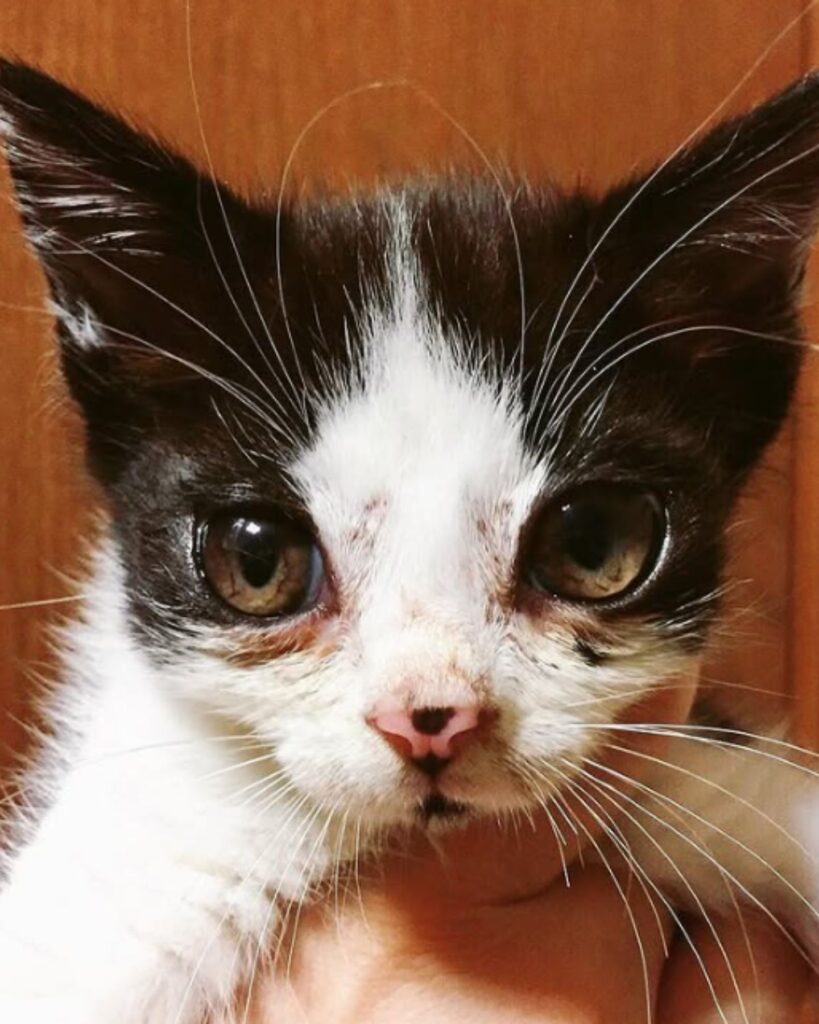 kitten looking at the camera