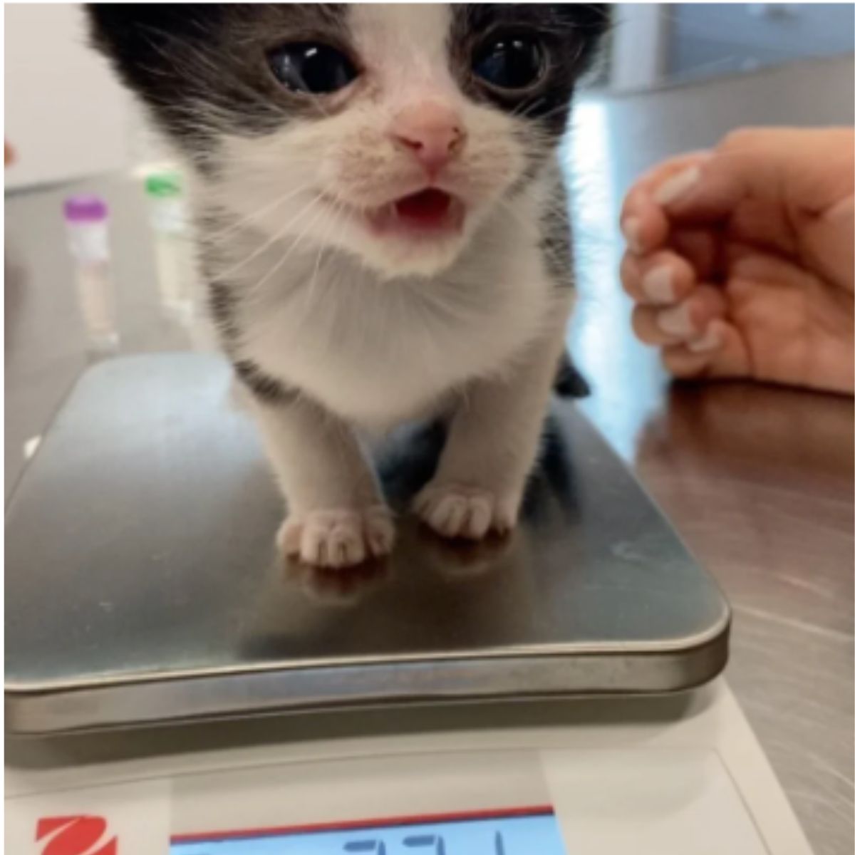 kitten meows on the scale