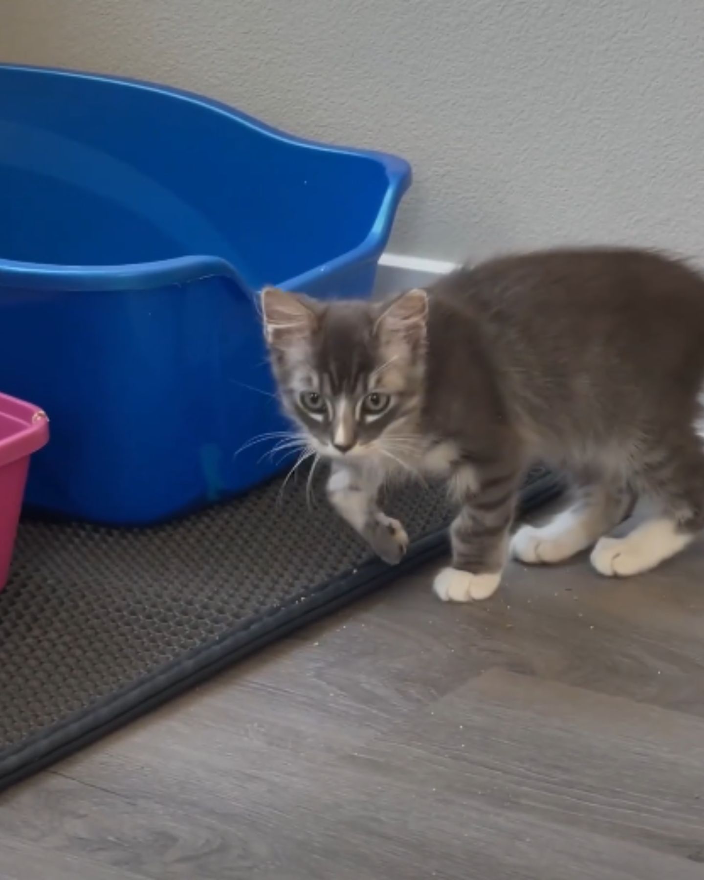 kitten next to toilet