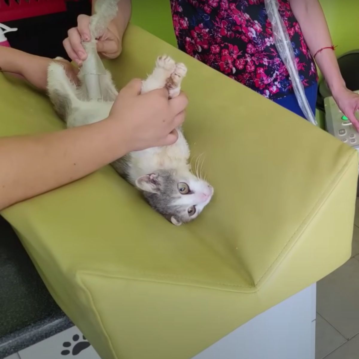 kitten on examination