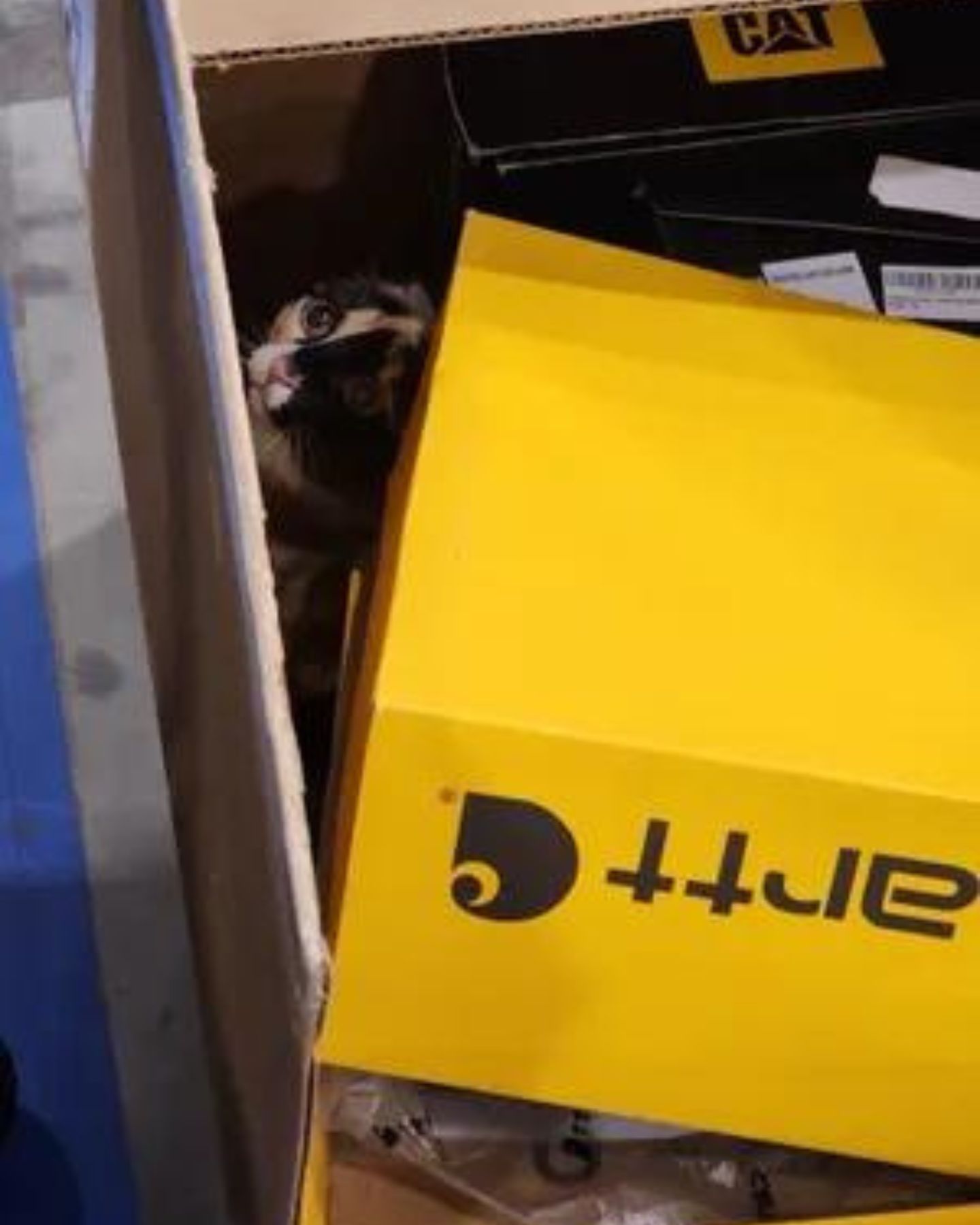 kitten peeking out of amazon box