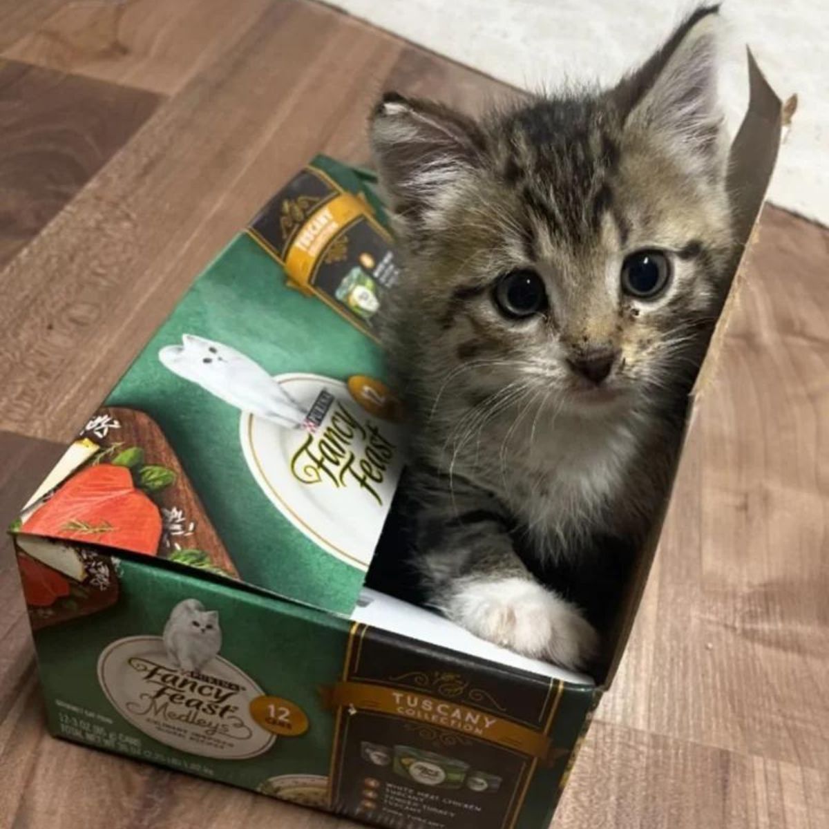 kitten peeking out of box