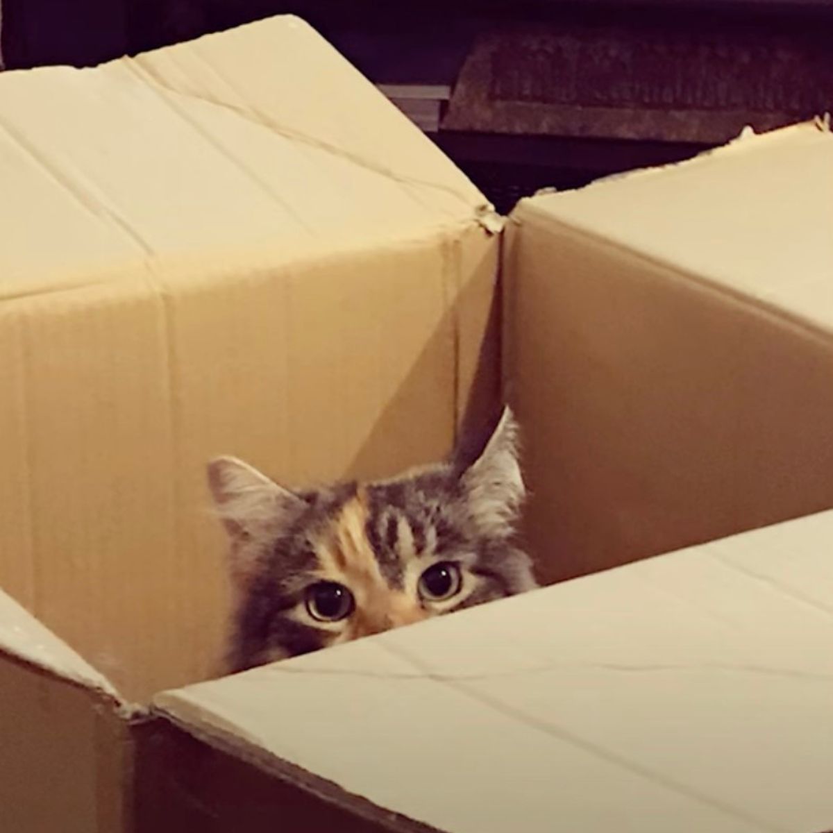 kitten peeks out of the box