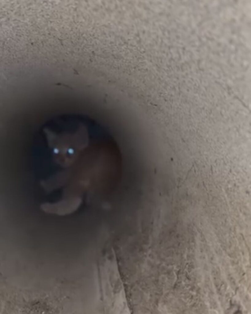 kitten stuck in a pipe