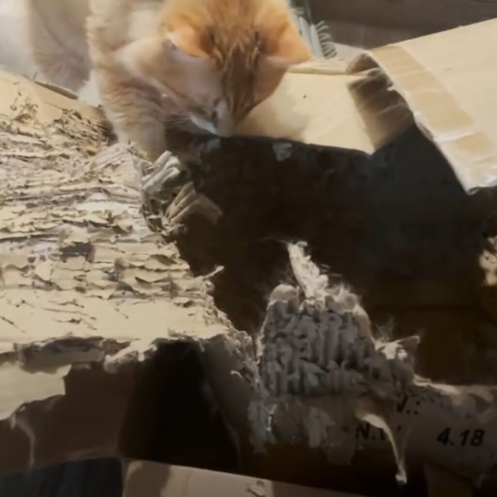 kitten tearing apart cardboard box