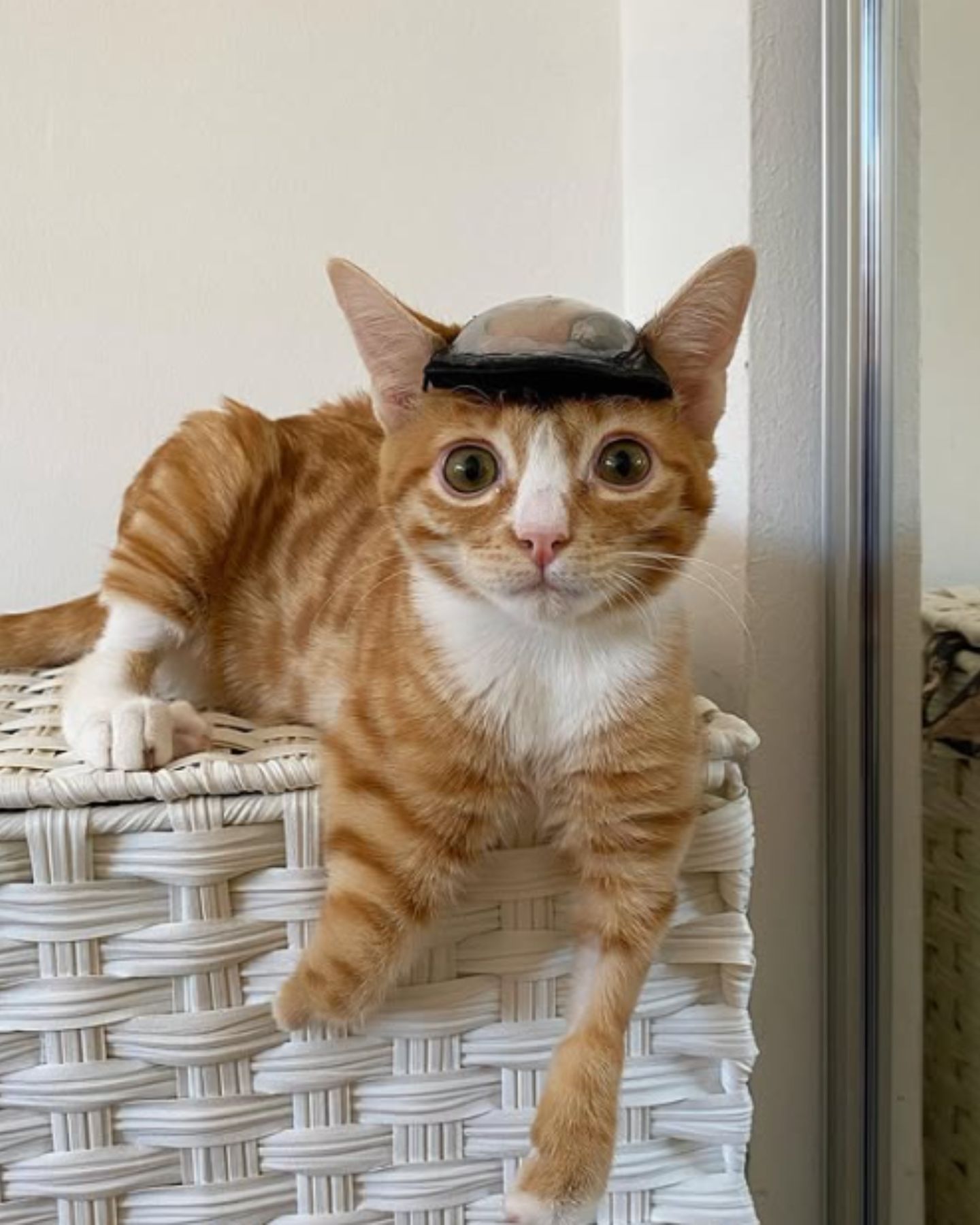 kitten with a helmet on its head