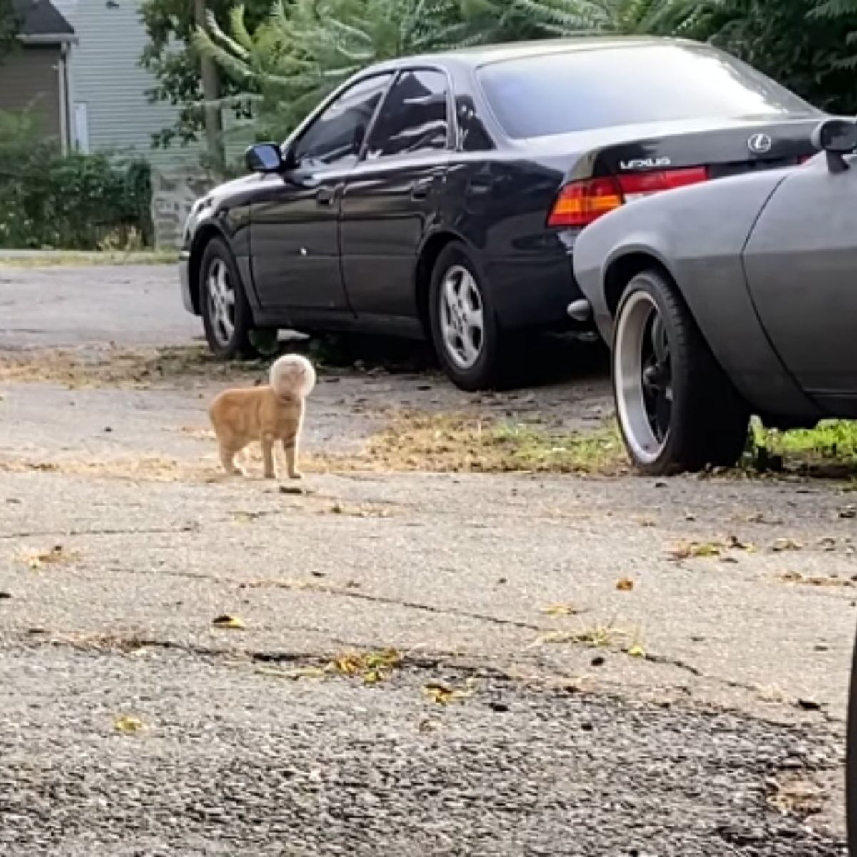 kitten with glass bowl