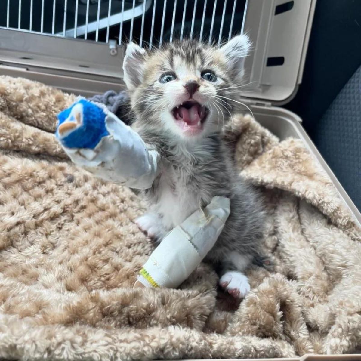 kitten with injured paws meowing