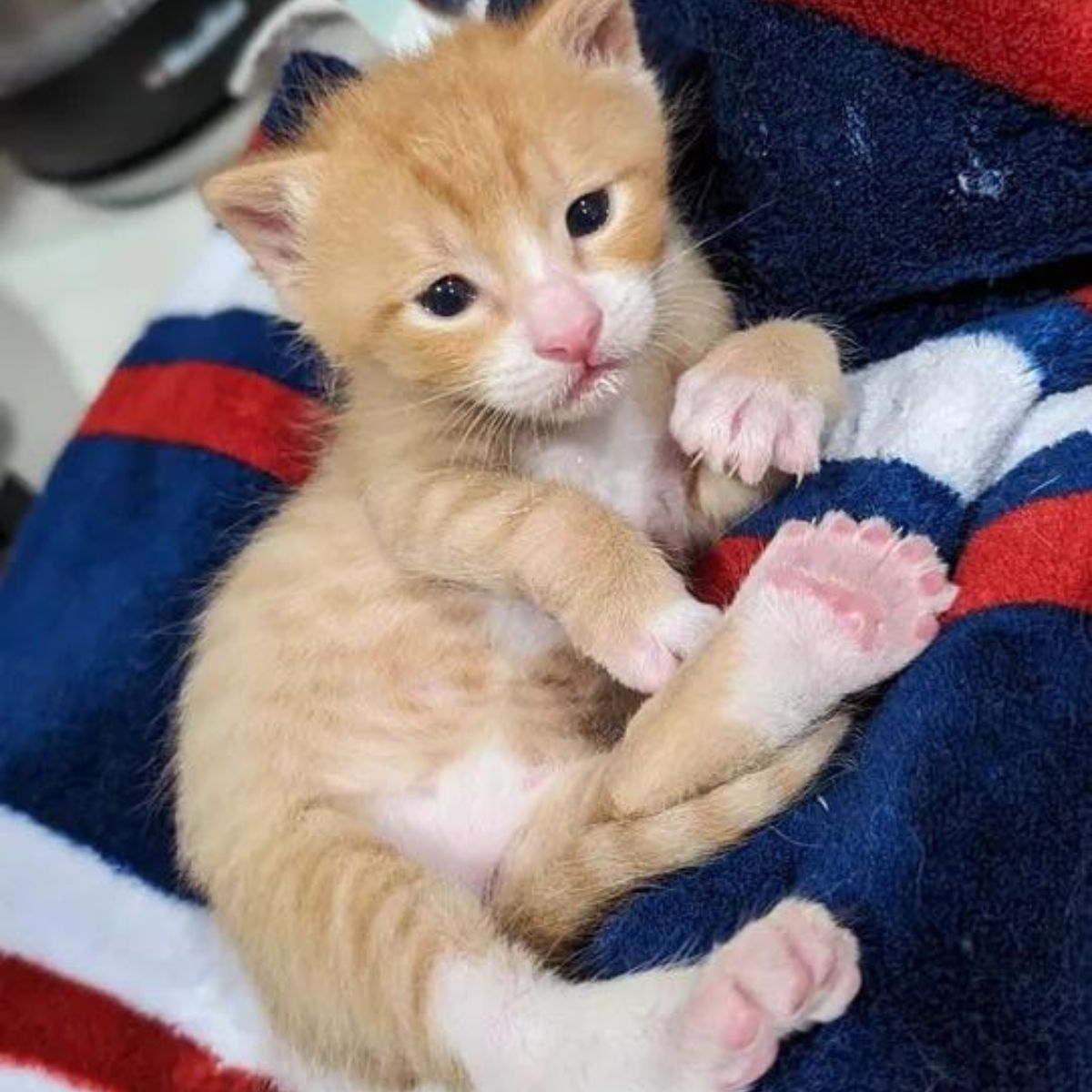 kitten with pink paws