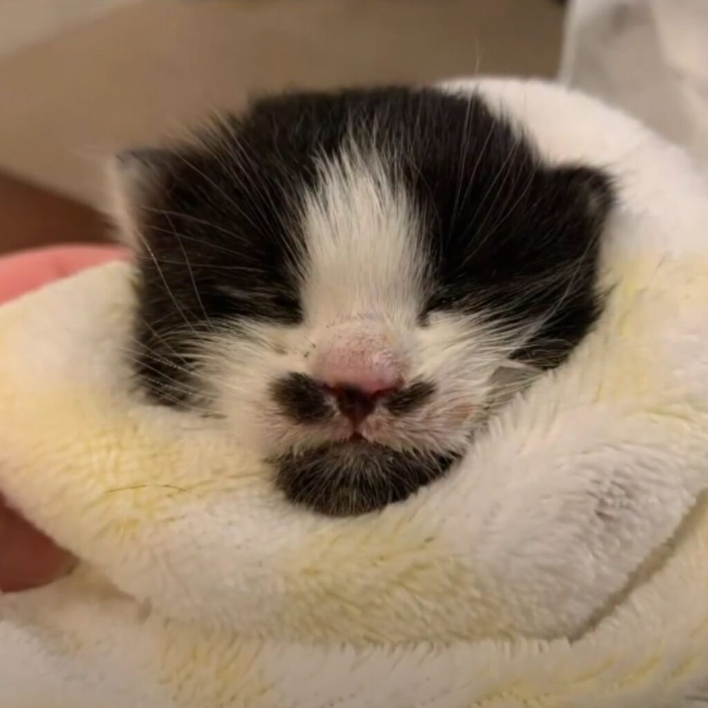 kitten wrapped in a white blanket