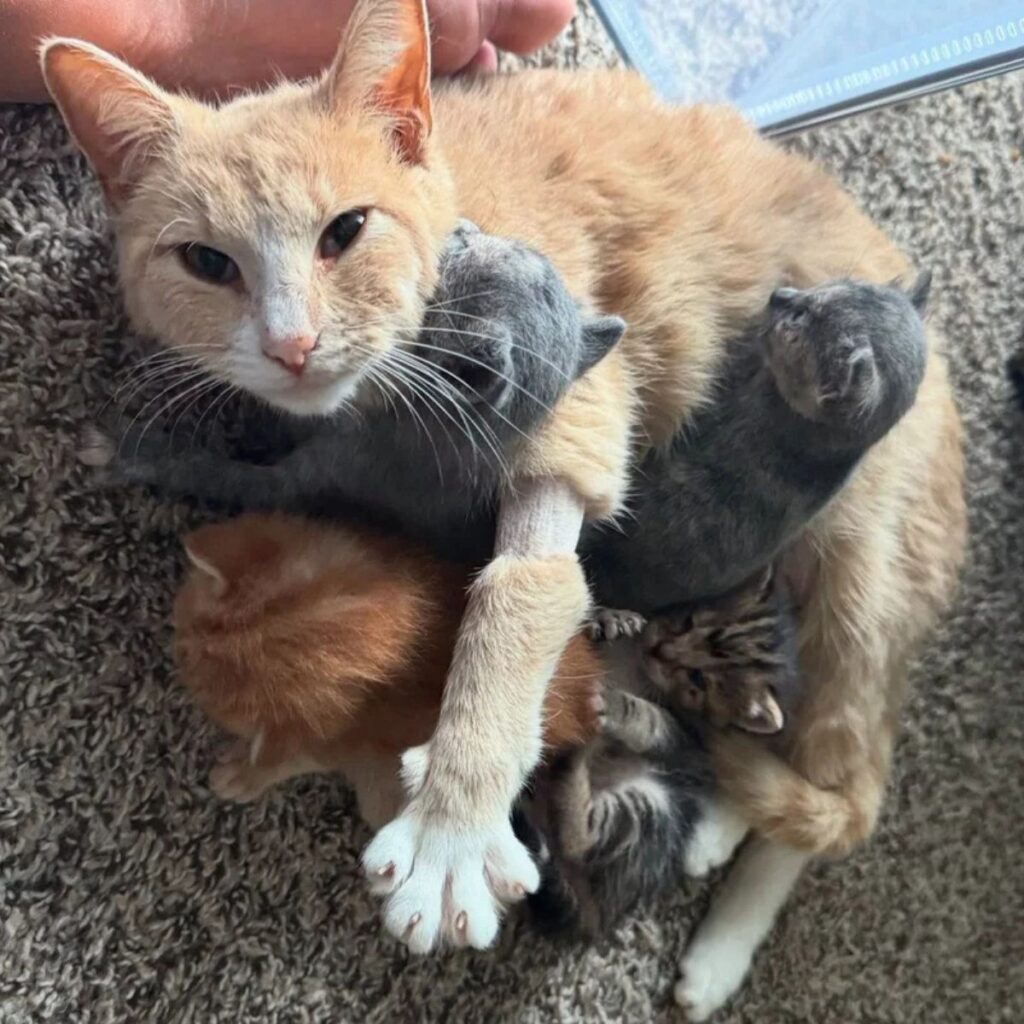 kittens in the arms of a mother cat