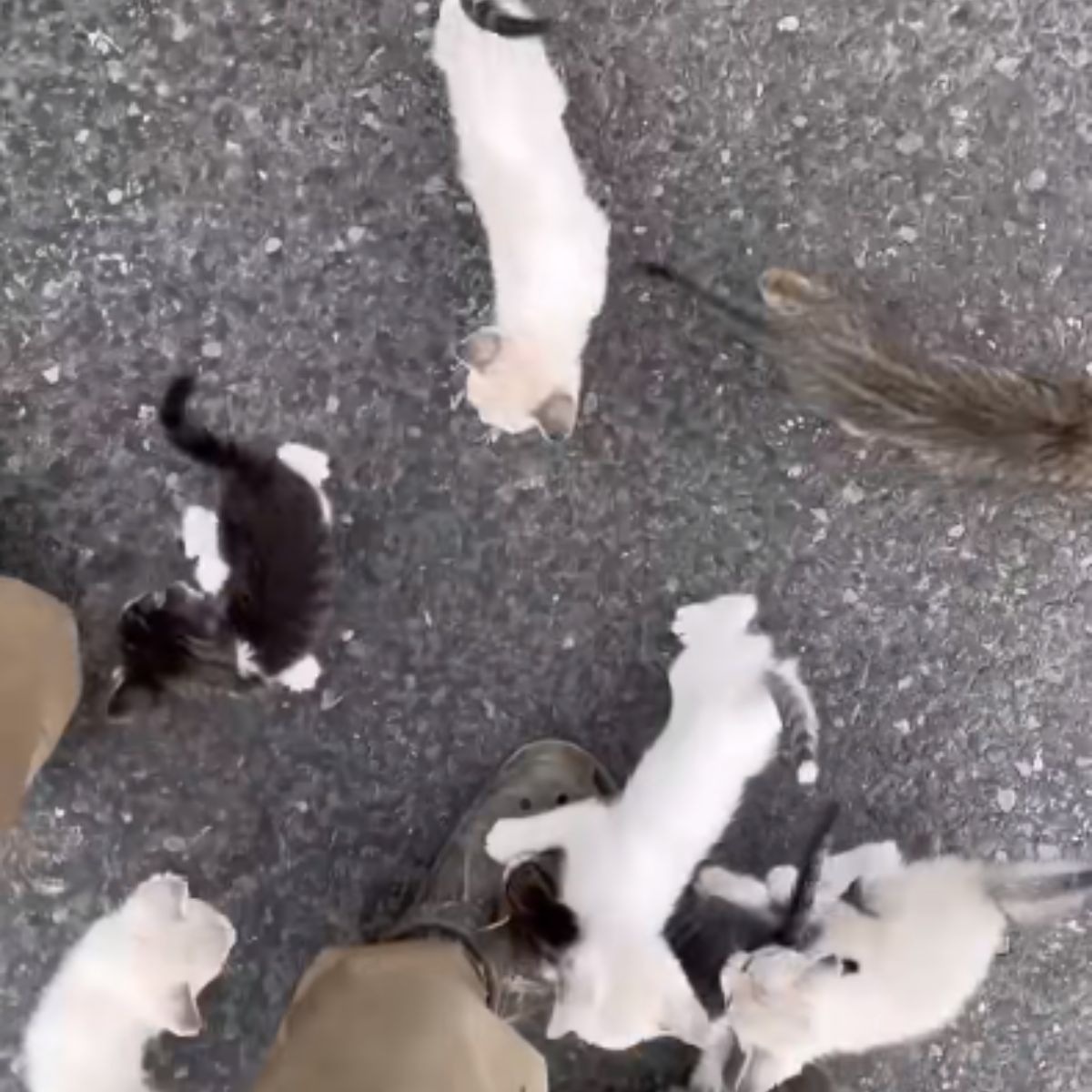 kittens on the street