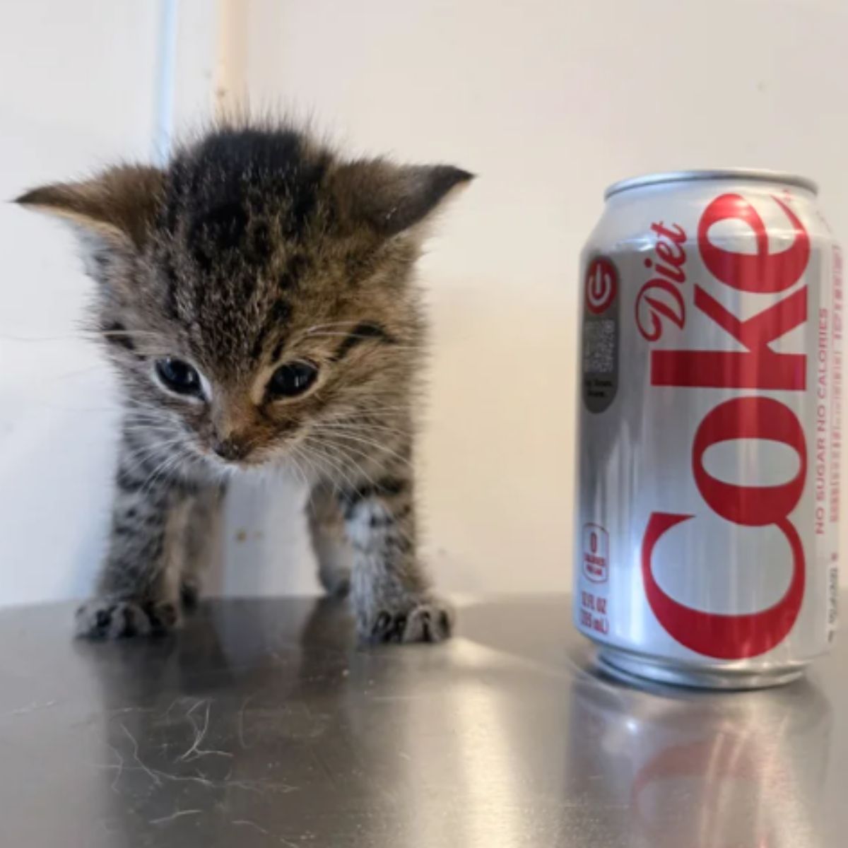 kitty next to the can