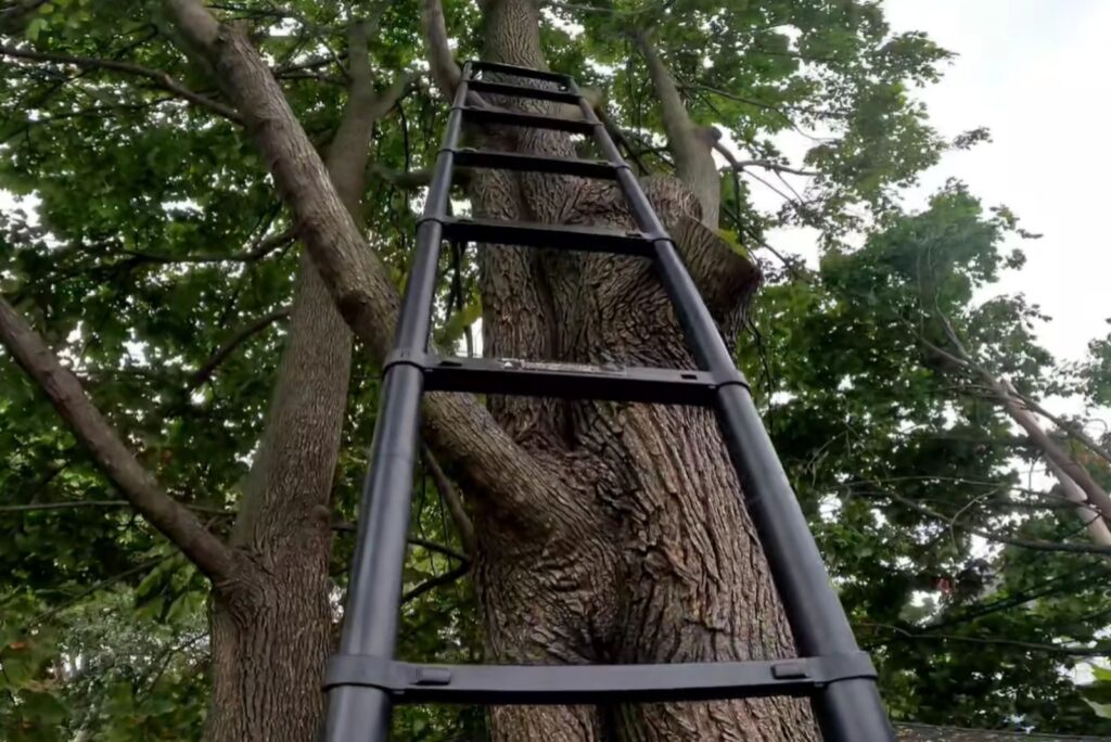 ladder placed against a tree