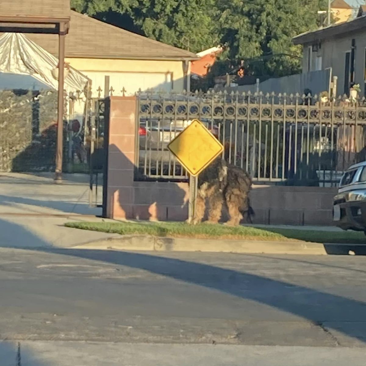 large dog shaking in fear