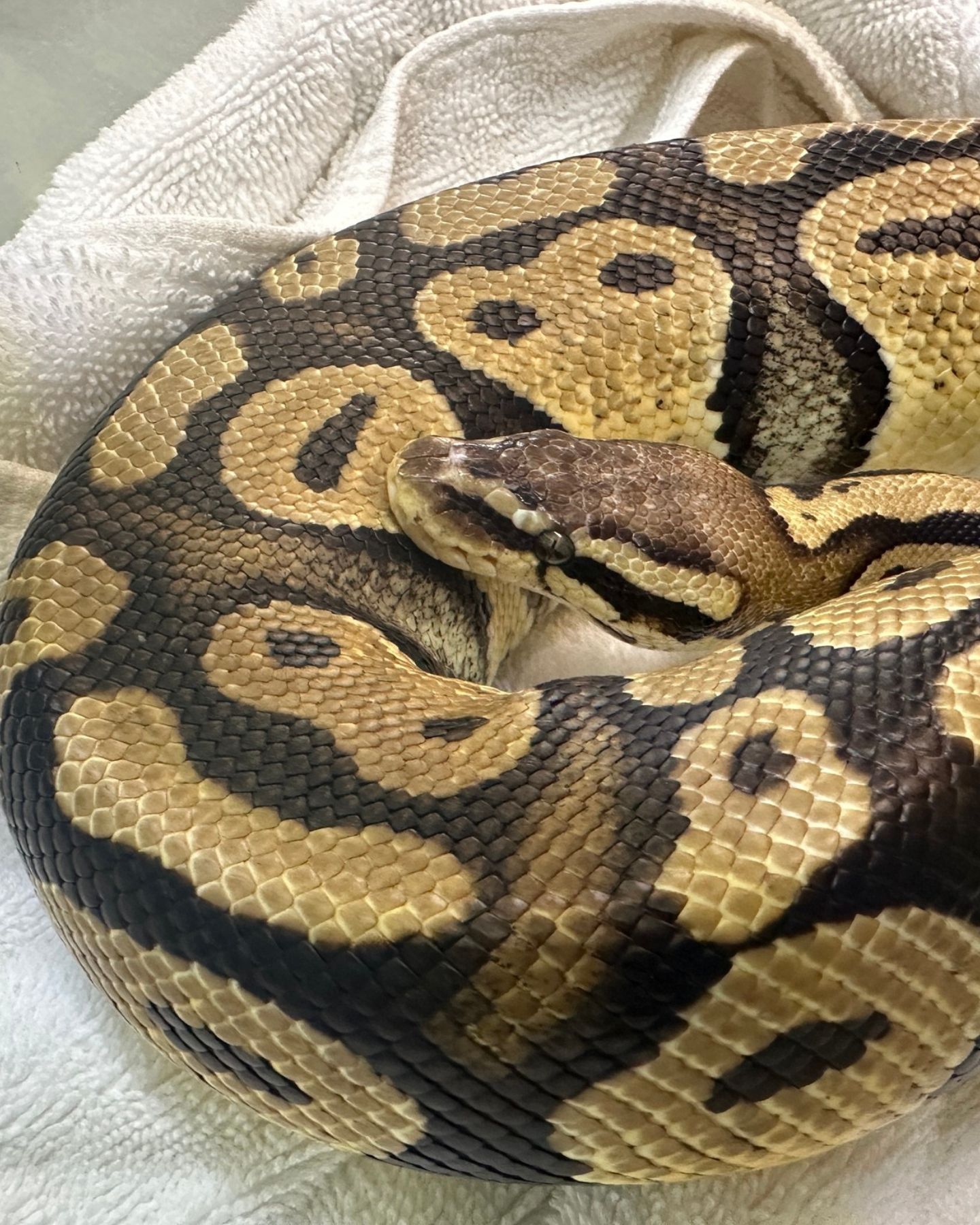 large python
