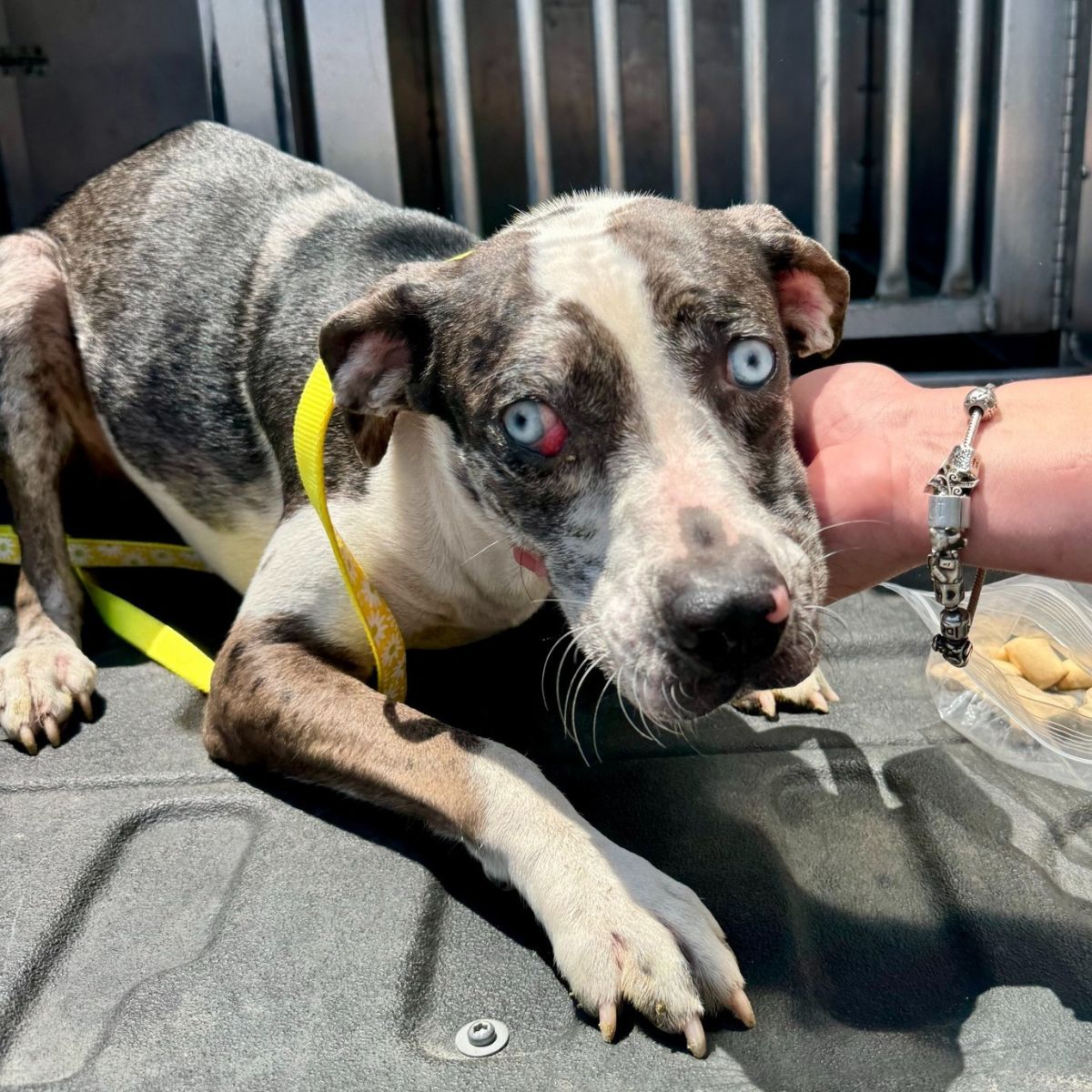 leopard dog with blue eyes