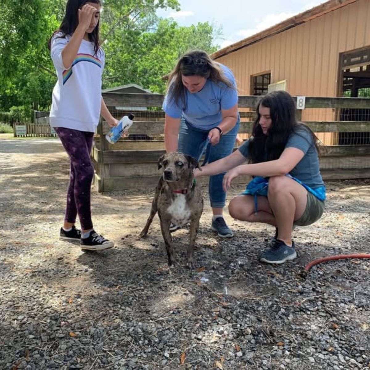 leopard dog with women