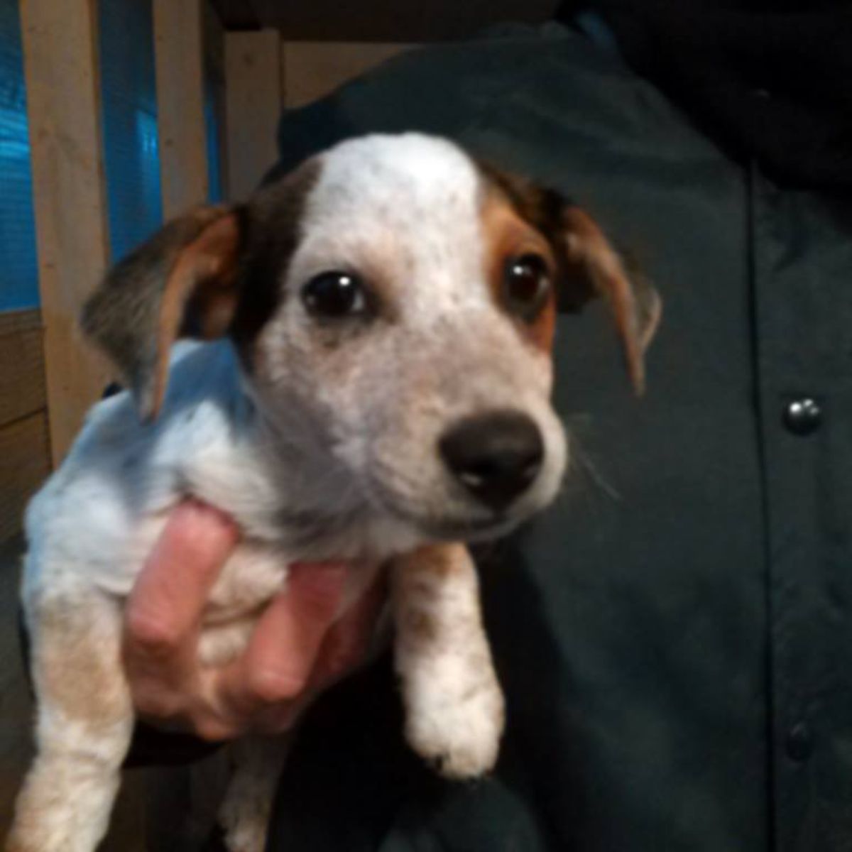 leopard puppy in man's arms