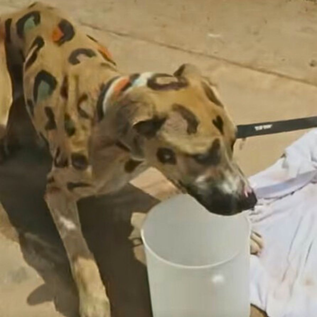 leopard-spotted dog drinks water