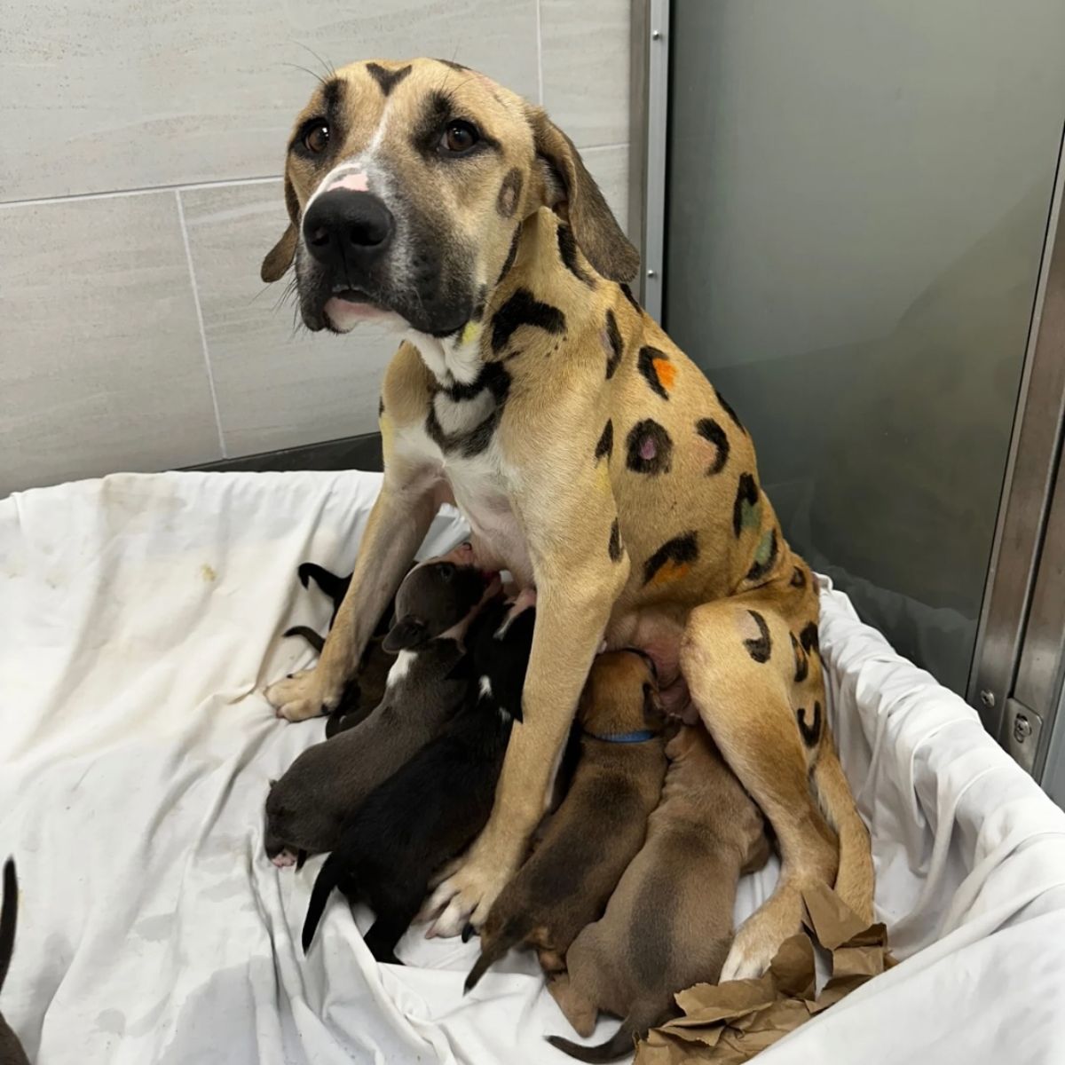leopard-spotted dog with her babies