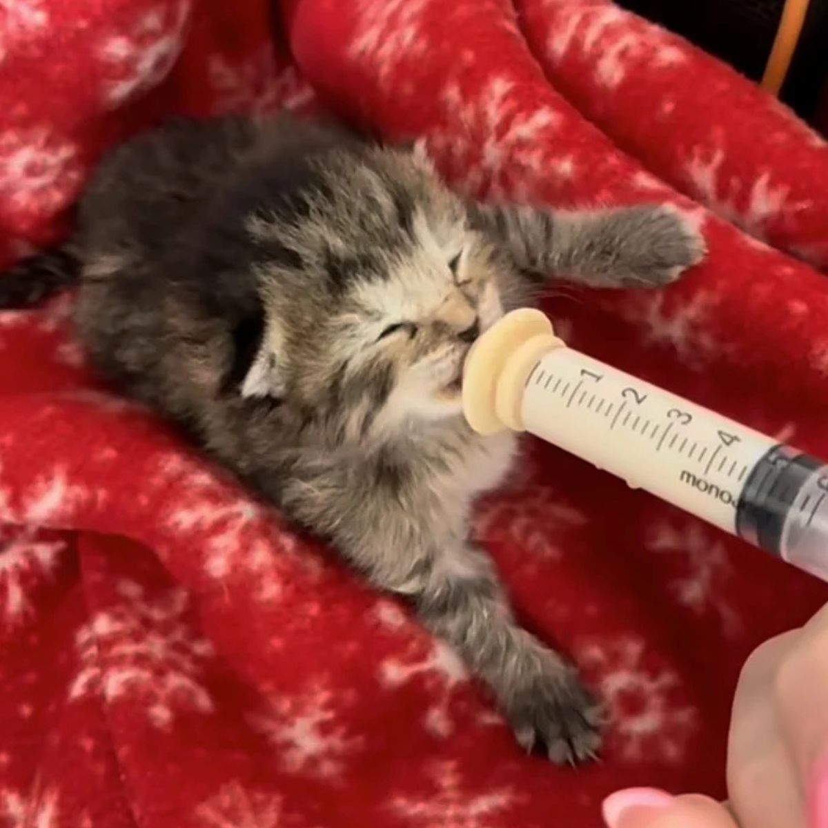 little kitten drinks milk from a syringe