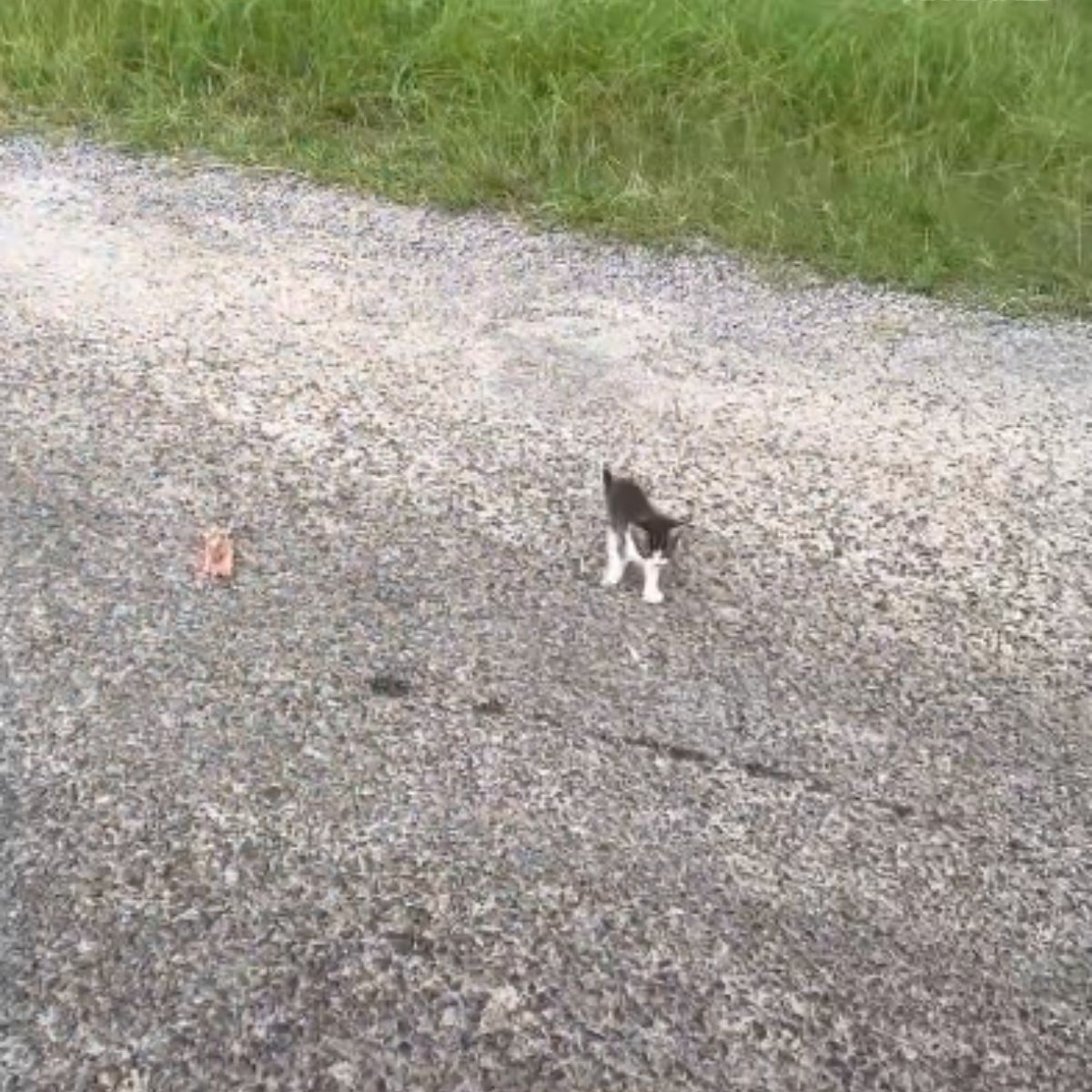 little kitten in the middle of the street