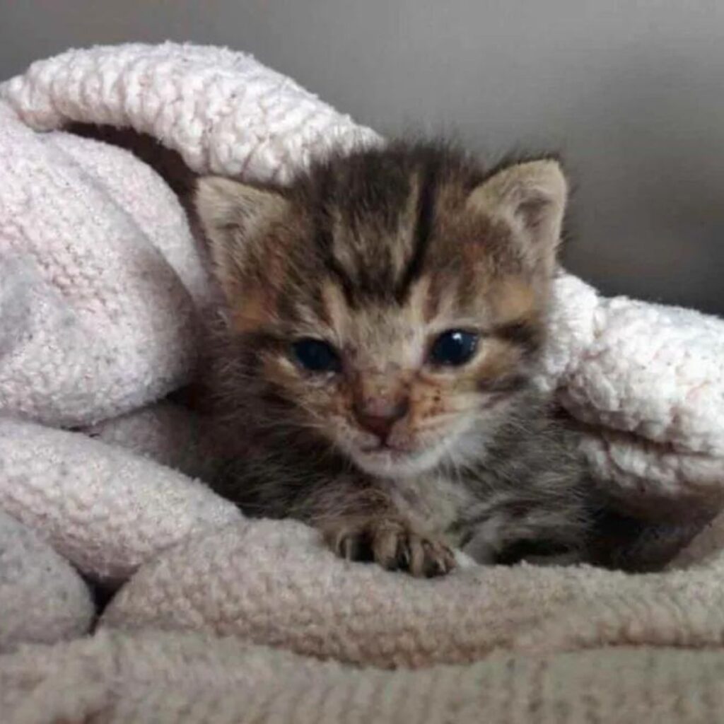 little kitten wrapped in a blanket