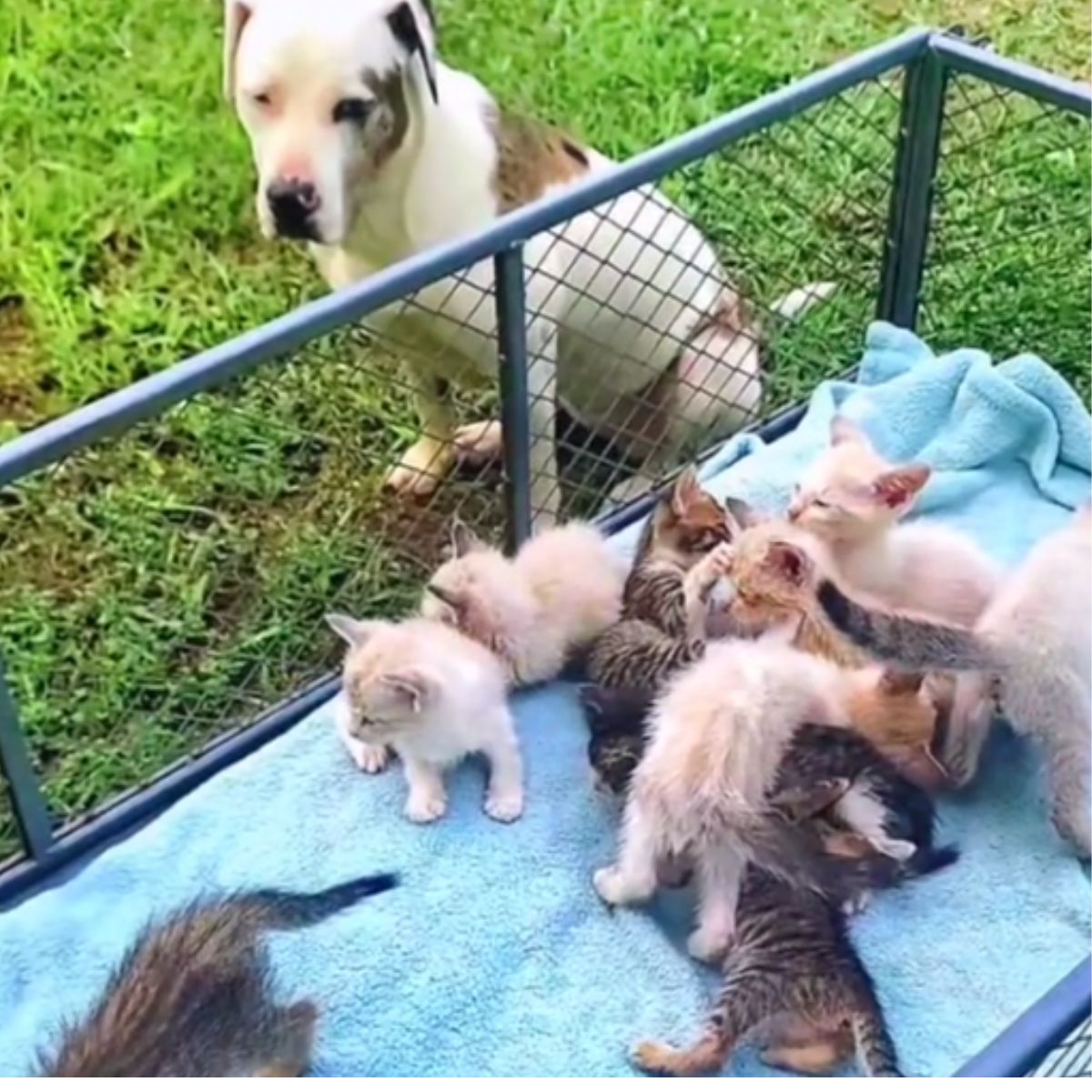 little kittens next to the dog