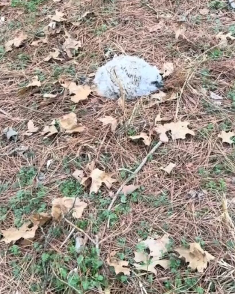 little owl in the leaves