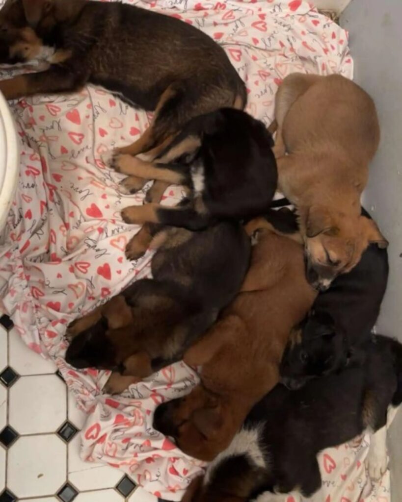 little puppies sleep on the tiles