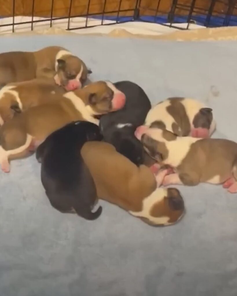 little puppies sleeping next to each other