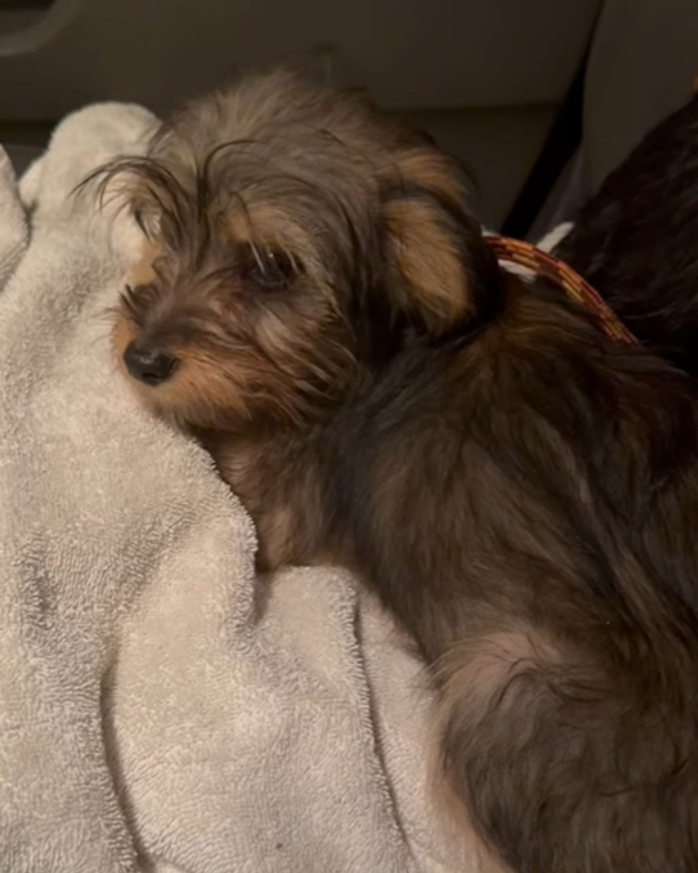 little puppy in the car