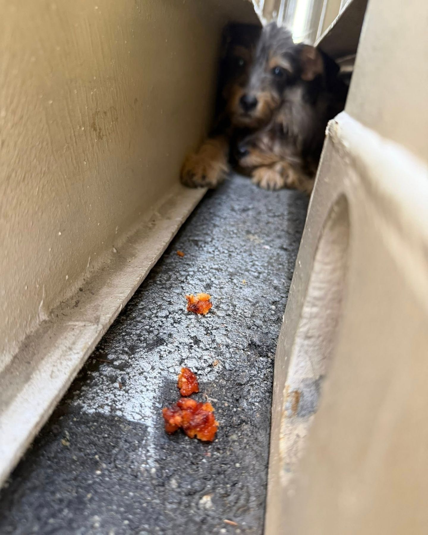 little puppy is hiding