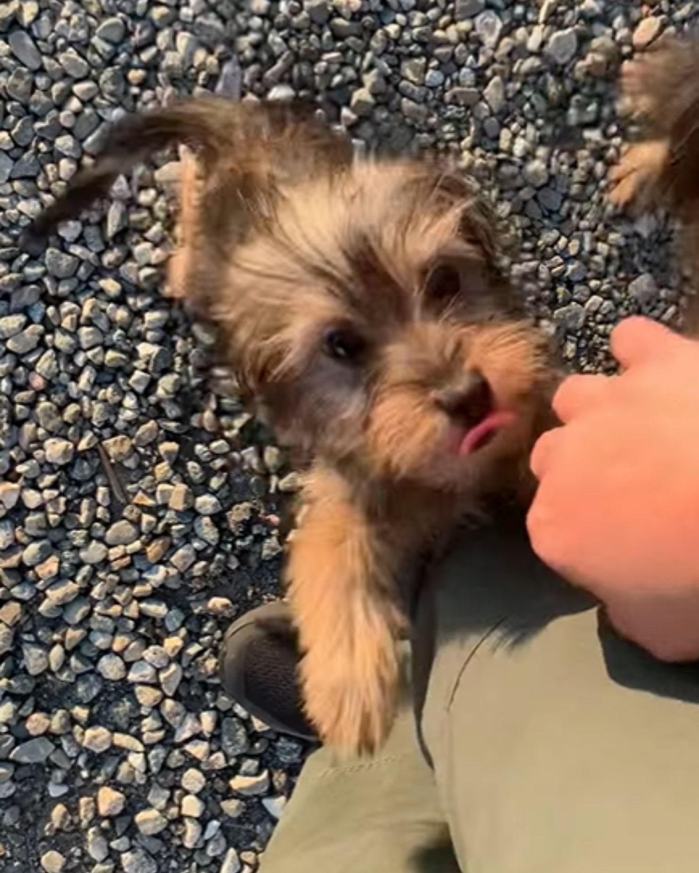 little puppy jumps to his feet