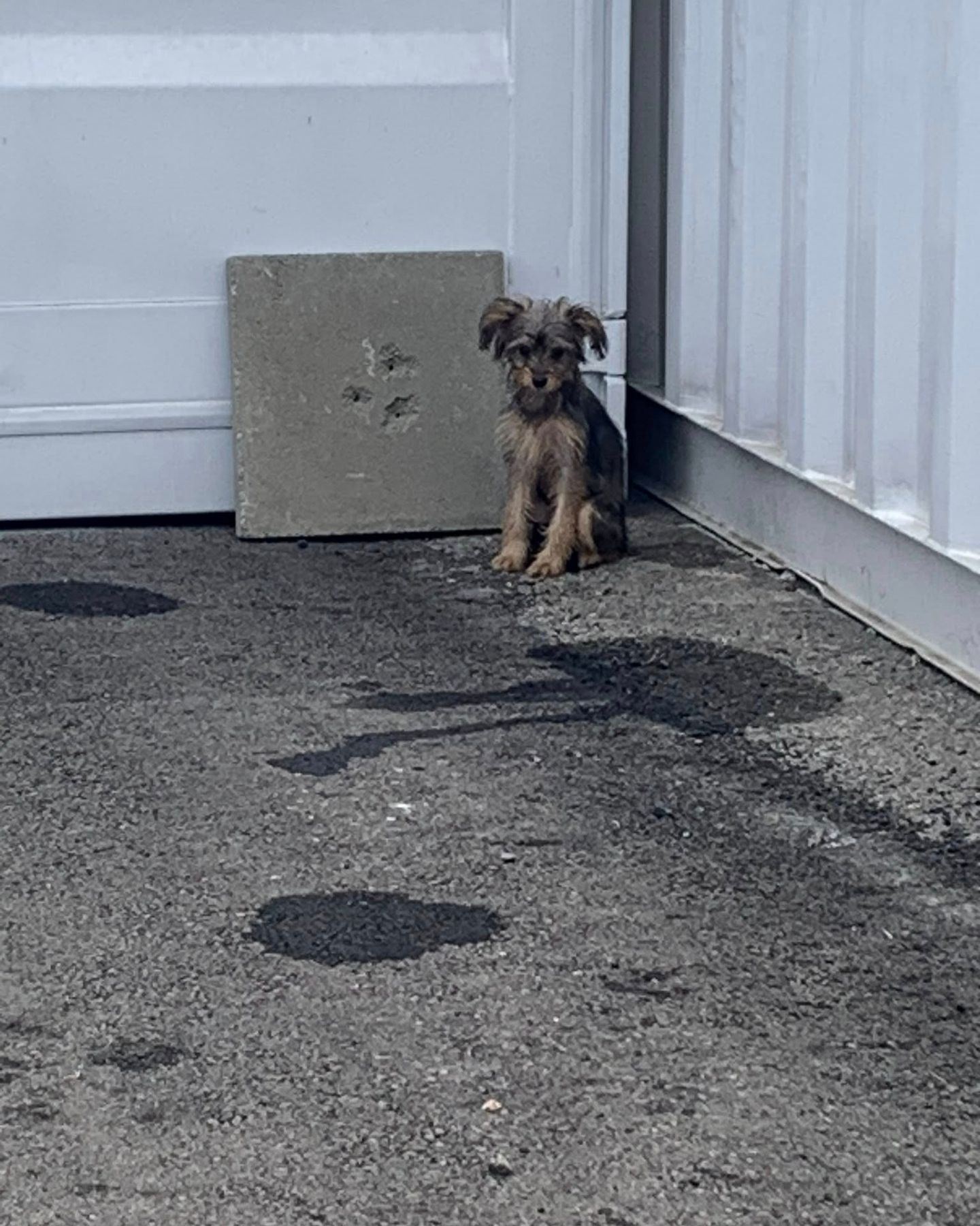 little puppy sitting in the corner