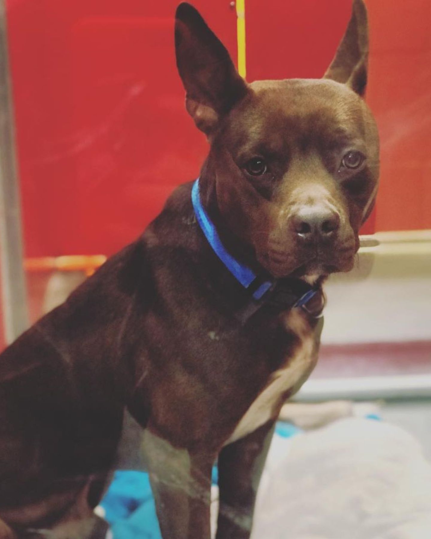 lonely missouri shelter pittie