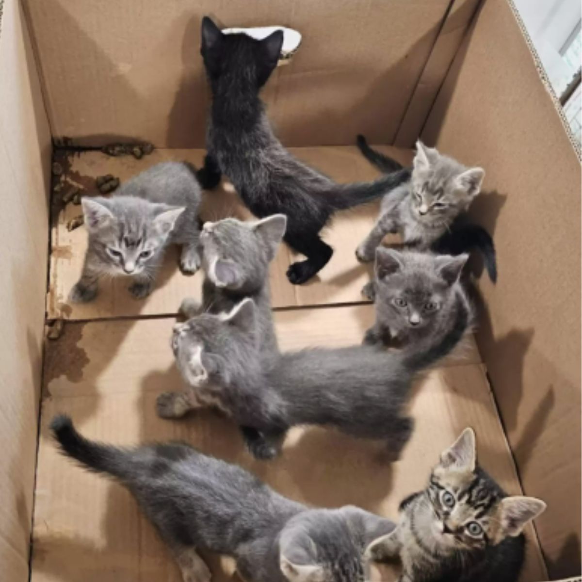 lot of kitties in a box