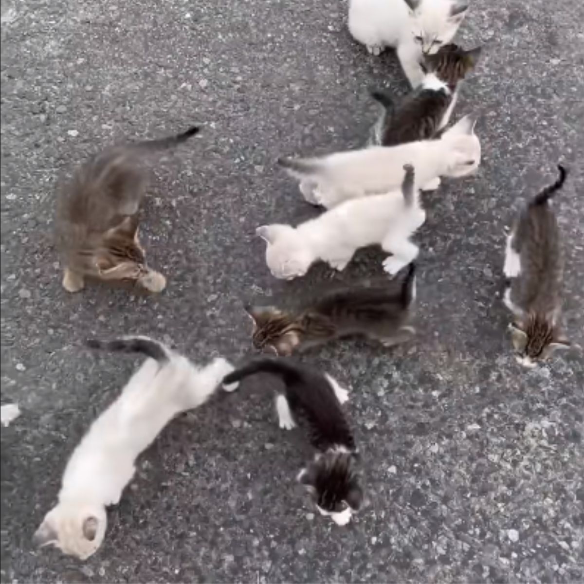 lots of kittens on the street