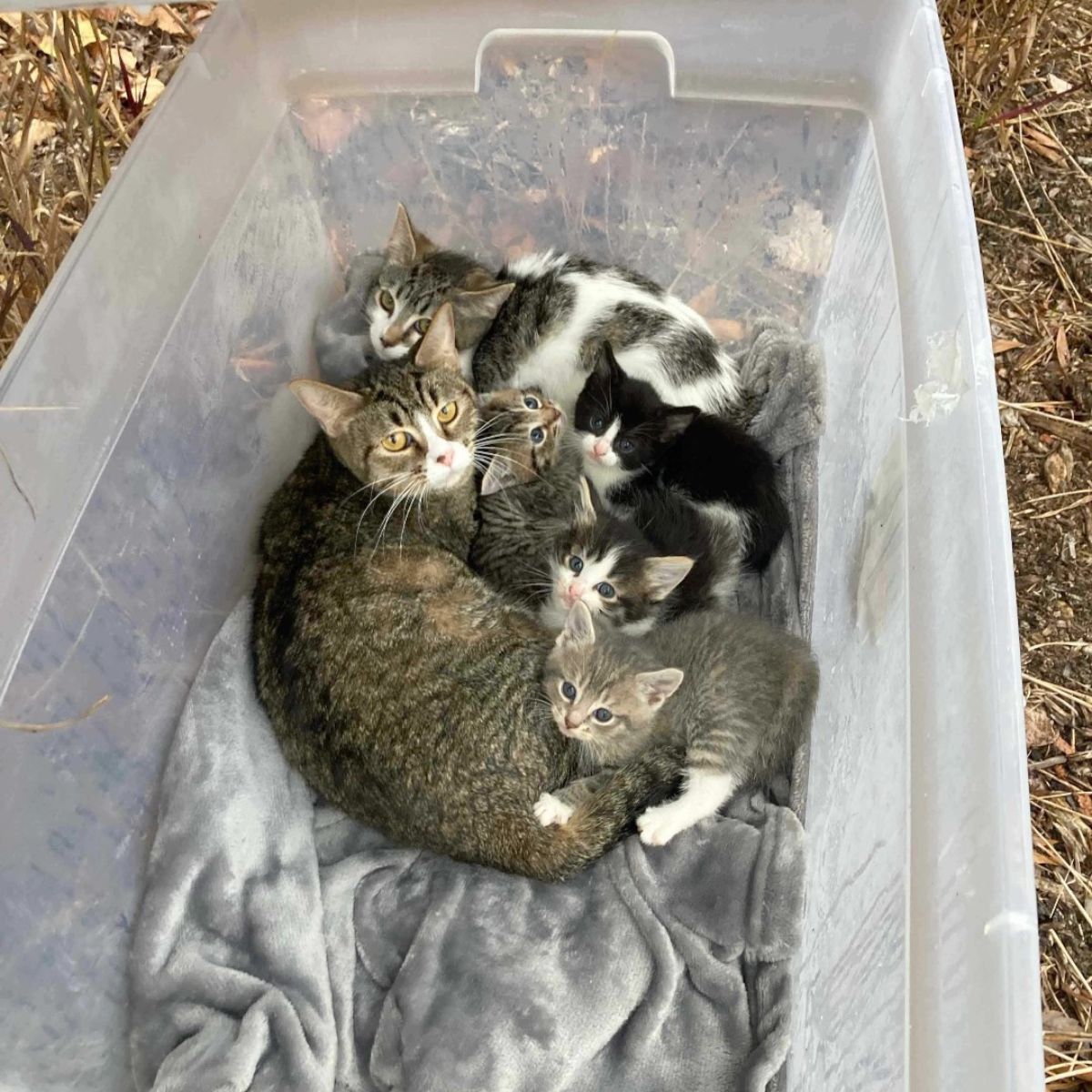 mama cat and babies in plastic box