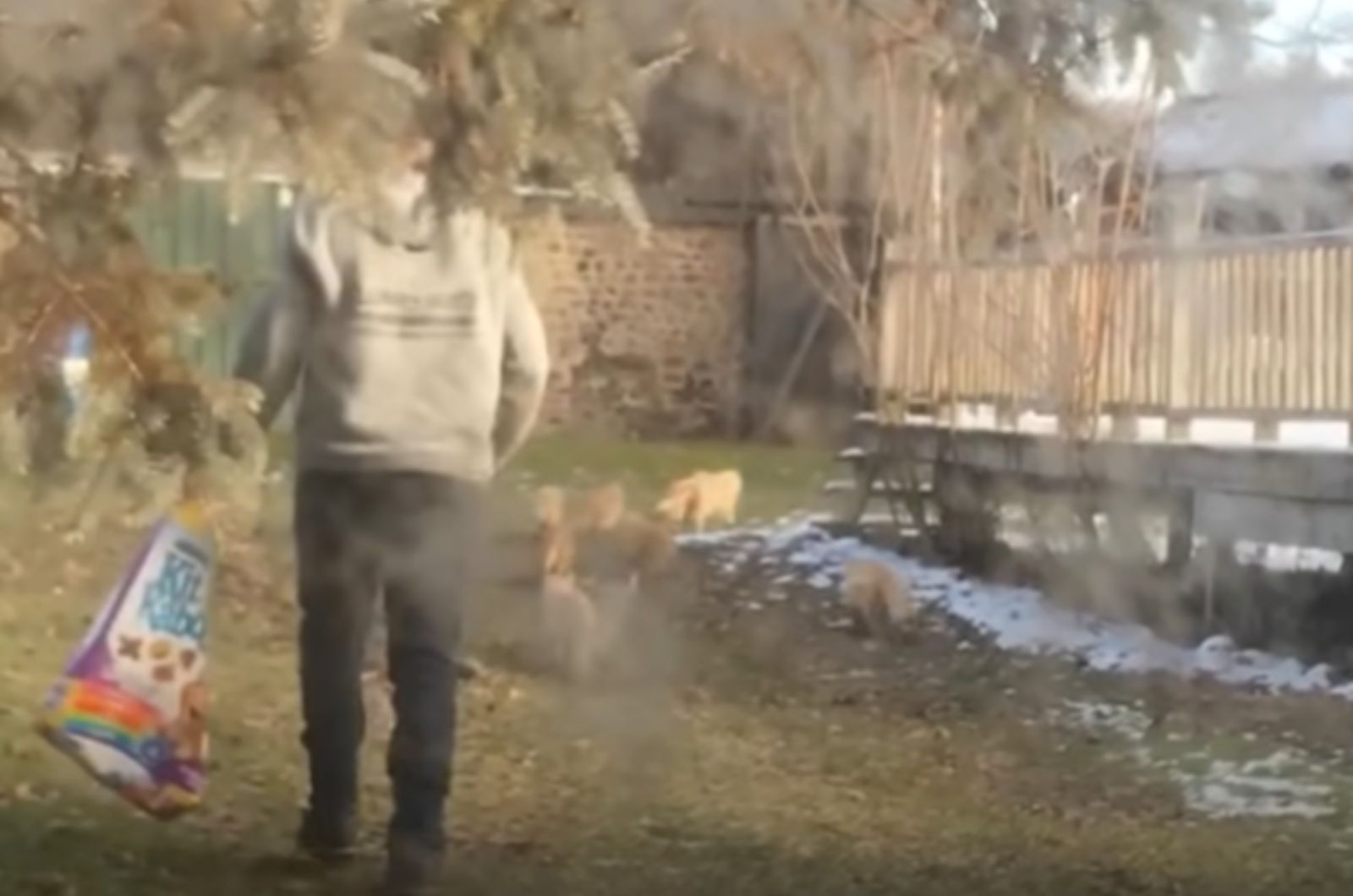man feeding feral cats