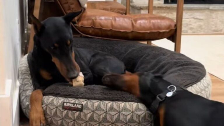 California Man Films His Two Dobermans Playing, Then Suddenly Something Hilarious Happens